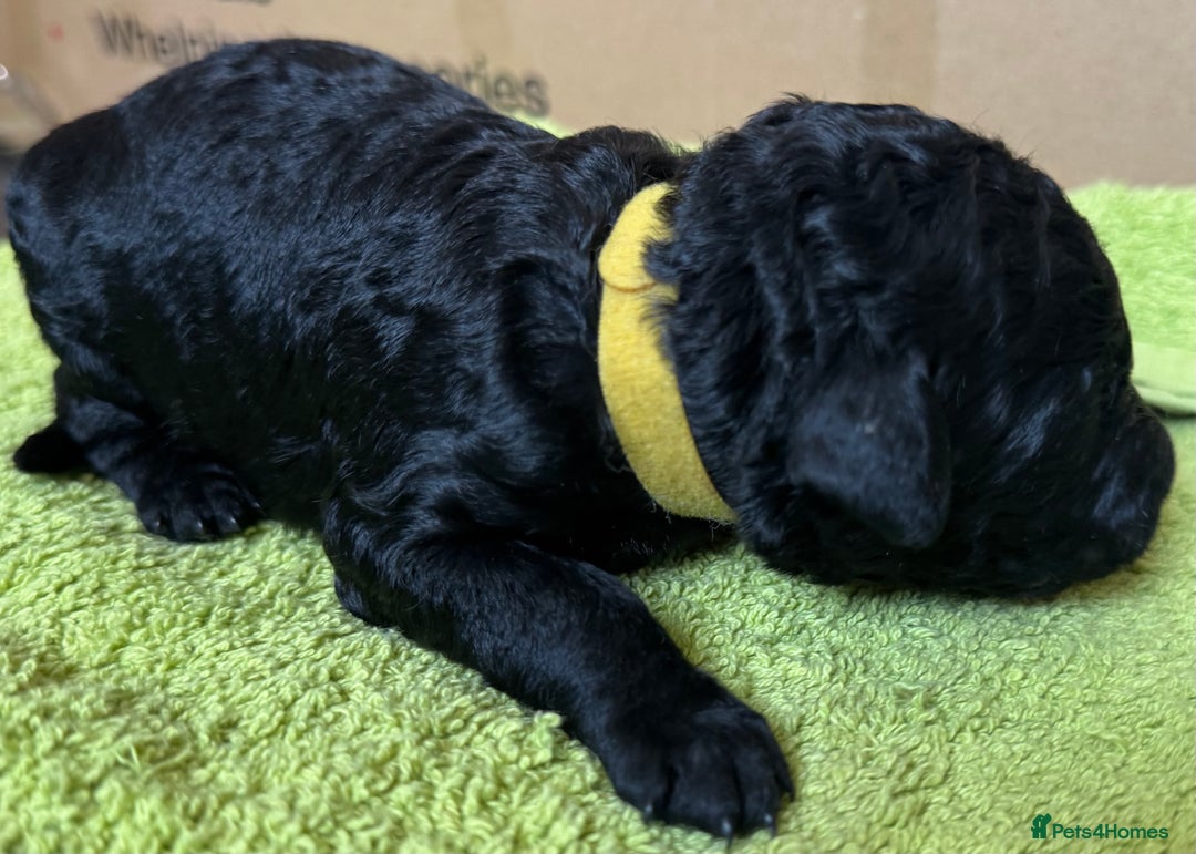 Standard Poodle dogs for sale: Wonderful standard poodle pup’s - Advert 20