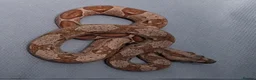 Boa Snake reptiles for sale: Baby Boa constrictors  - Advert 6