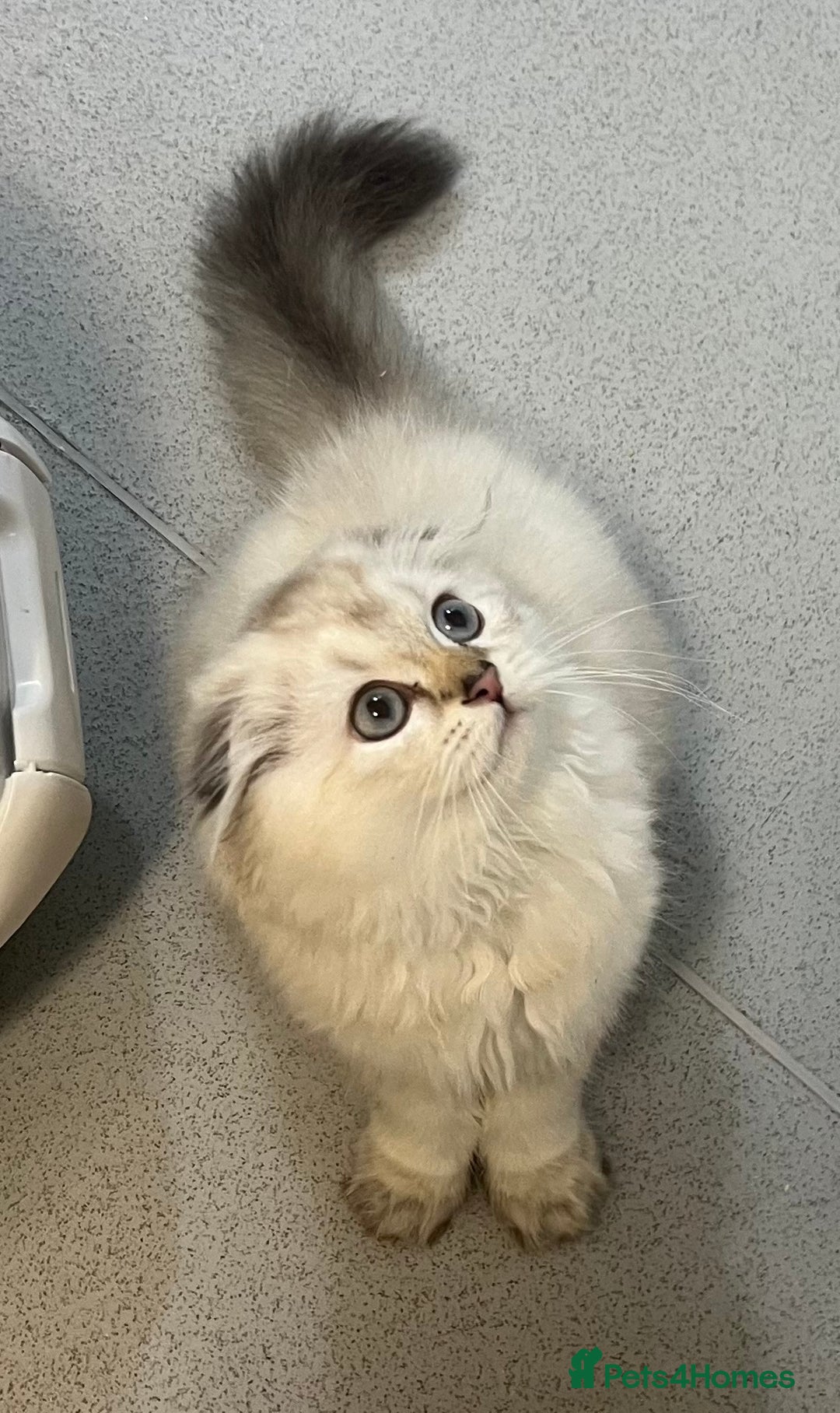 Scottish Fold cats for sale: Pedigree Scottish Fold & Straight last 2 kittens  - Image 4
