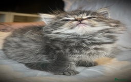 Ragdoll cats for sale: Ragdolls  - Image 18