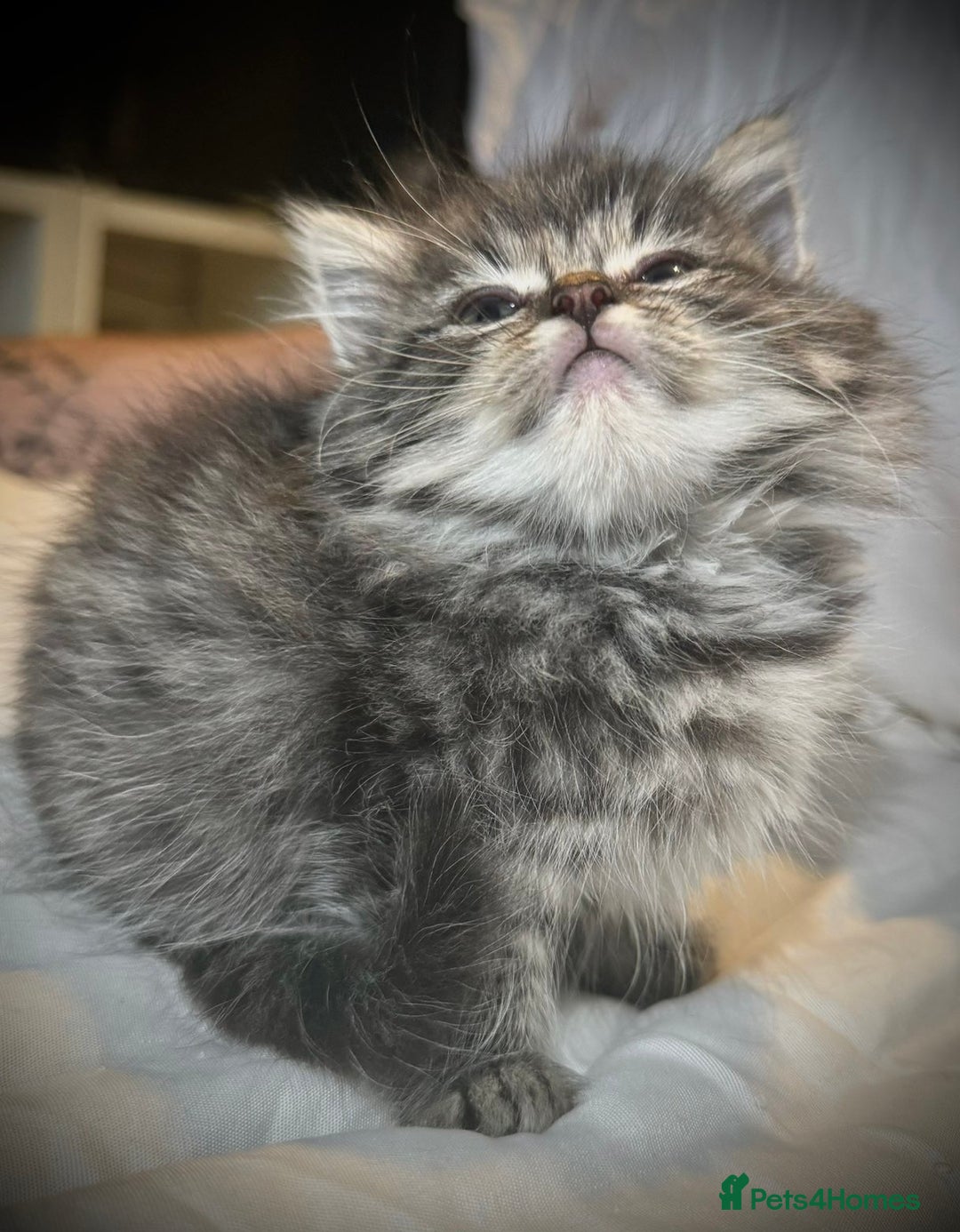 Ragdoll cats for sale: Ragdolls  - Image 18