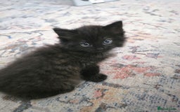 Ragdoll cats for sale: Beautiful Ragdoll x Norwegian forest cross kittens - Image 9