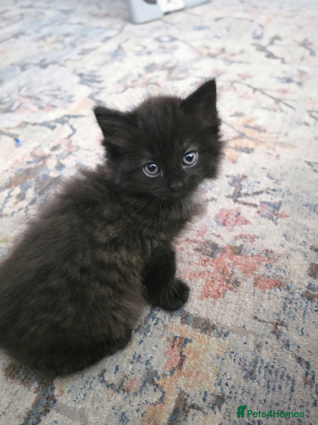 Ragdoll cats for sale: Beautiful Ragdoll x Norwegian forest cross kittens - Image 9