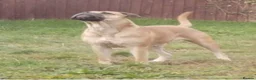 Mixed Breed dogs for sale: LAST ONE Mastiff Bordeaux Puppies  - Advert 10