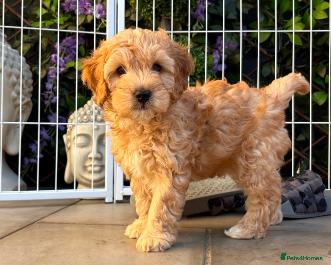 Labradoodle dogs 🐾 Health Tested F1B Mini Labradoodle Puppies 🐾 - Advert 1