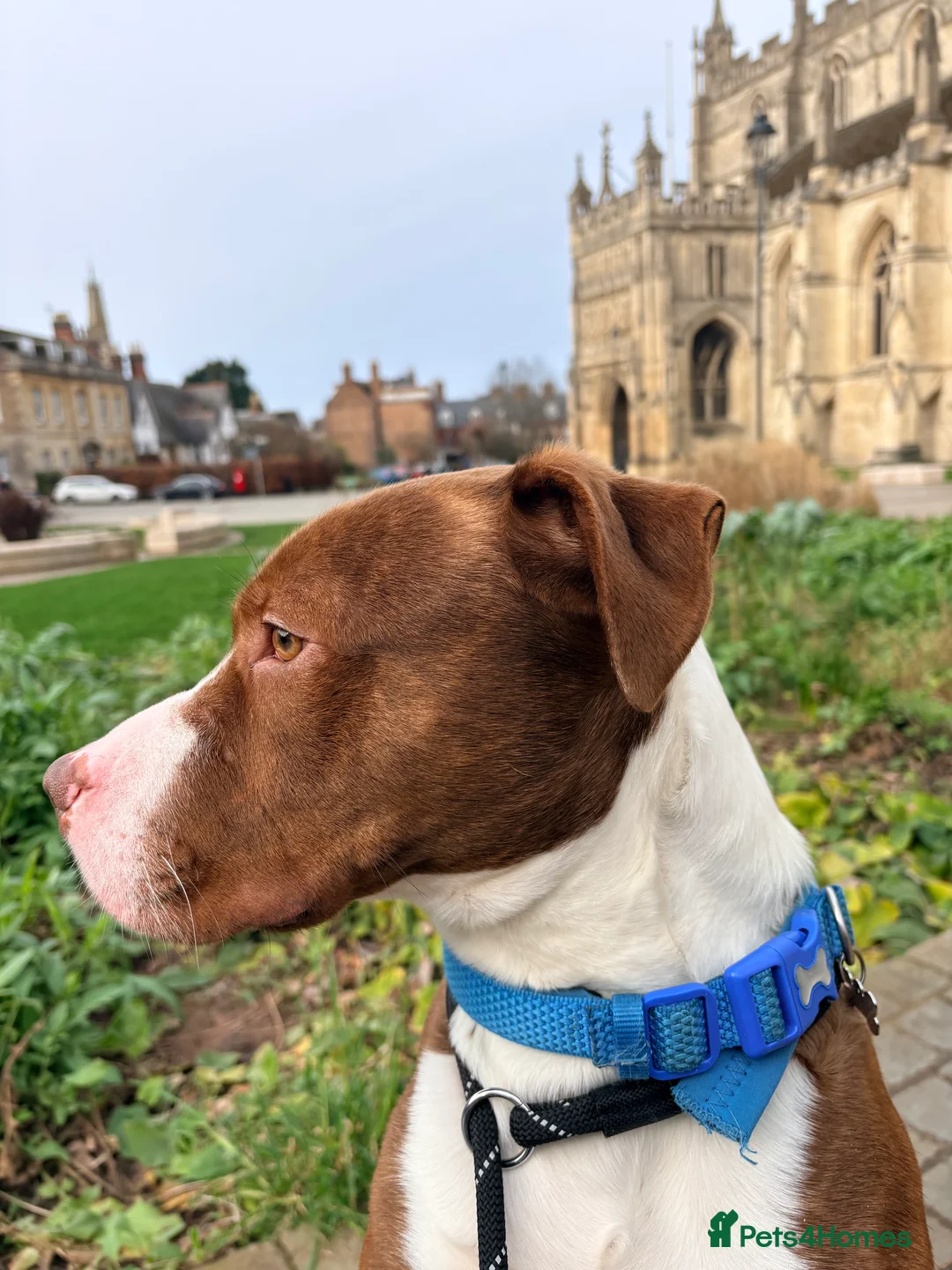 Mixed Breed dogs for sale: Male dog for rehoming - Advert 1