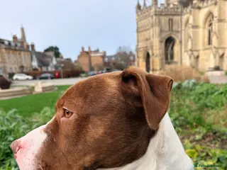 Mixed Breed dogs Male dog for rehoming - Advert 6