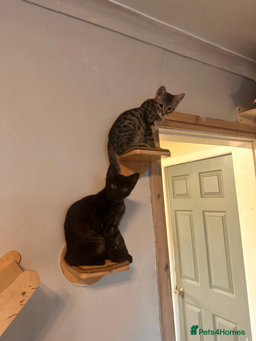 Savannah cats for sale: F4 Savannah kittens  - Advert 11