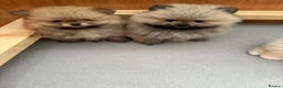 Pomeranian dogs for sale: KC Registered Pomeranian Puppies - Advert 3