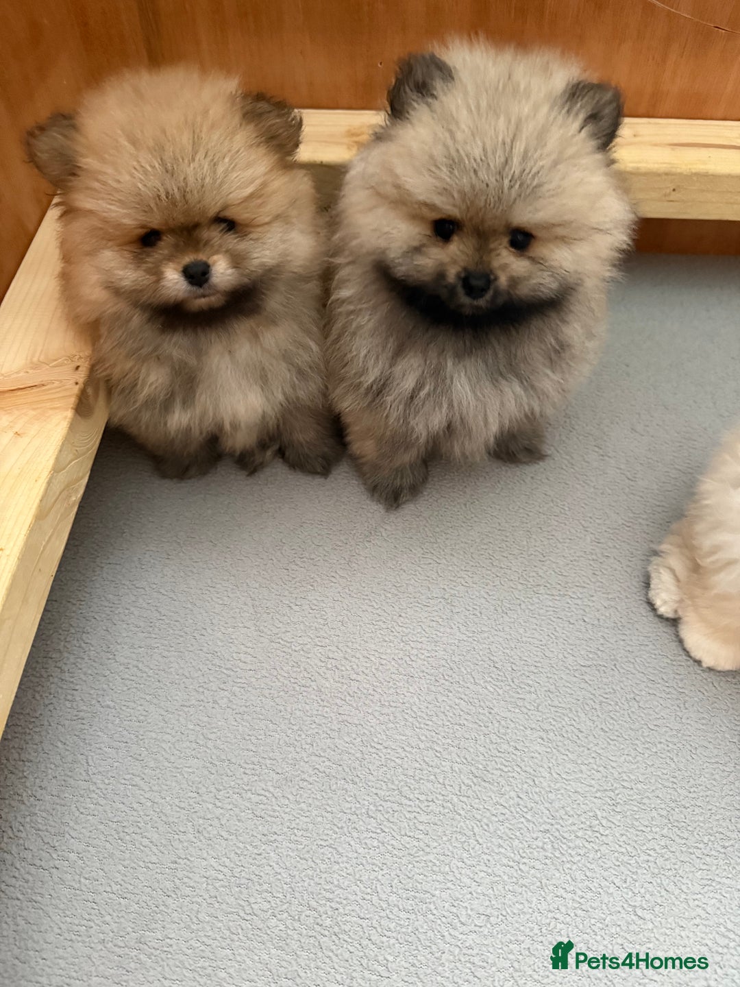 Pomeranian dogs for sale: KC Registered Pomeranian Puppies - Advert 3