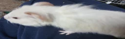 Guinea Pig rodents for sale: Baby boars for sale (REDUCED) - Advert 3