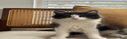 Mixed Breed cats for sale: 2 Amazing Boy Kittens - Advert 4