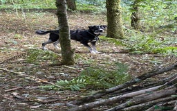 Mixed Breed dogs for sale: American bulldog cross husky  - Advert 2