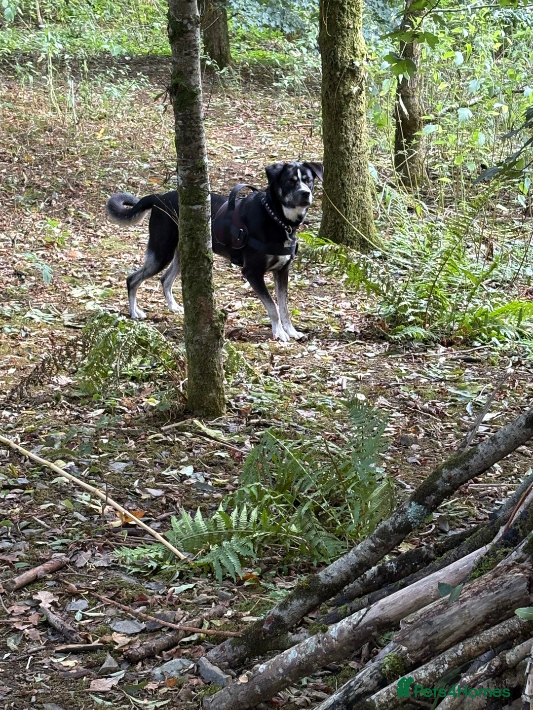 Mixed Breed dogs for sale: American bulldog cross husky  - Advert 2