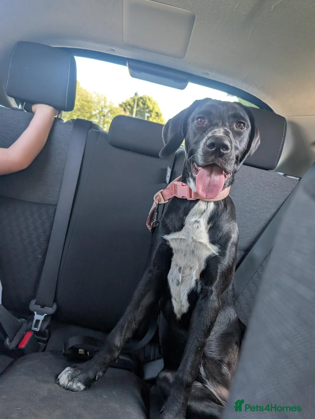 Mixed Breed dogs for sale: 7/8 month gold-mation pepper! - Advert 6