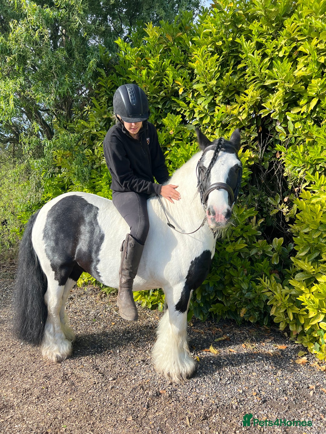 Irish Cob horses for sale: Chunky full up 12.3 cob gelding  in Peterborough - Image 7