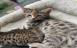 Savannah cats for sale: Savannah/Maine Coon Kittens Excellent Temperament - Image 9