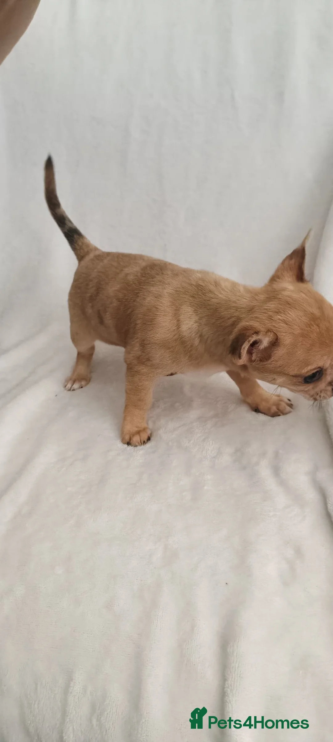 Chihuahua dogs for sale: One beautiful little girl available - Advert 6