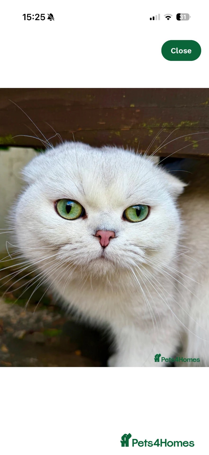 Scottish Fold cats Silver chinchilla Scottish folds  - Advert 2
