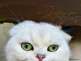 Scottish Fold cats Silver chinchilla Scottish folds - Advert 2