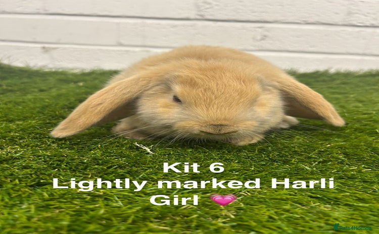 Mini Lop rabbits - Advert 1