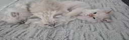 Ragdoll cats for sale: 3 beautiful Ragdoll kittens-Ready to Leave Mum Now - Advert 11