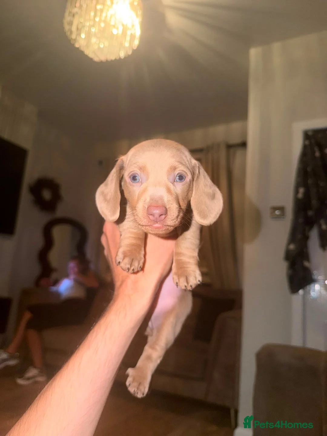 Dachshund dogs for sale: Boy and girl puppy’s  in Prescot - Advert 2