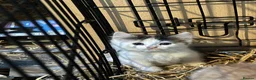 Mixed Breed cats for sale: Farm kitten - Advert 7