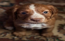 Cocker Spaniel dogs for sale: Gorgeous cocker spaniel puppies  - Image 2