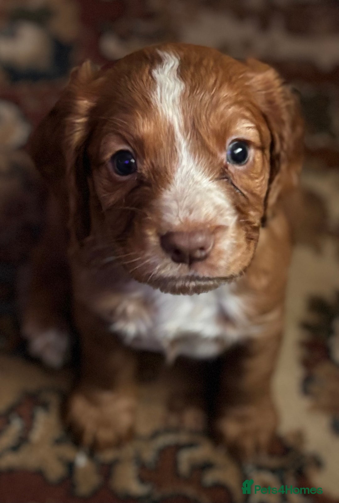 Cocker Spaniel dogs for sale: Gorgeous cocker spaniel puppies  - Image 2