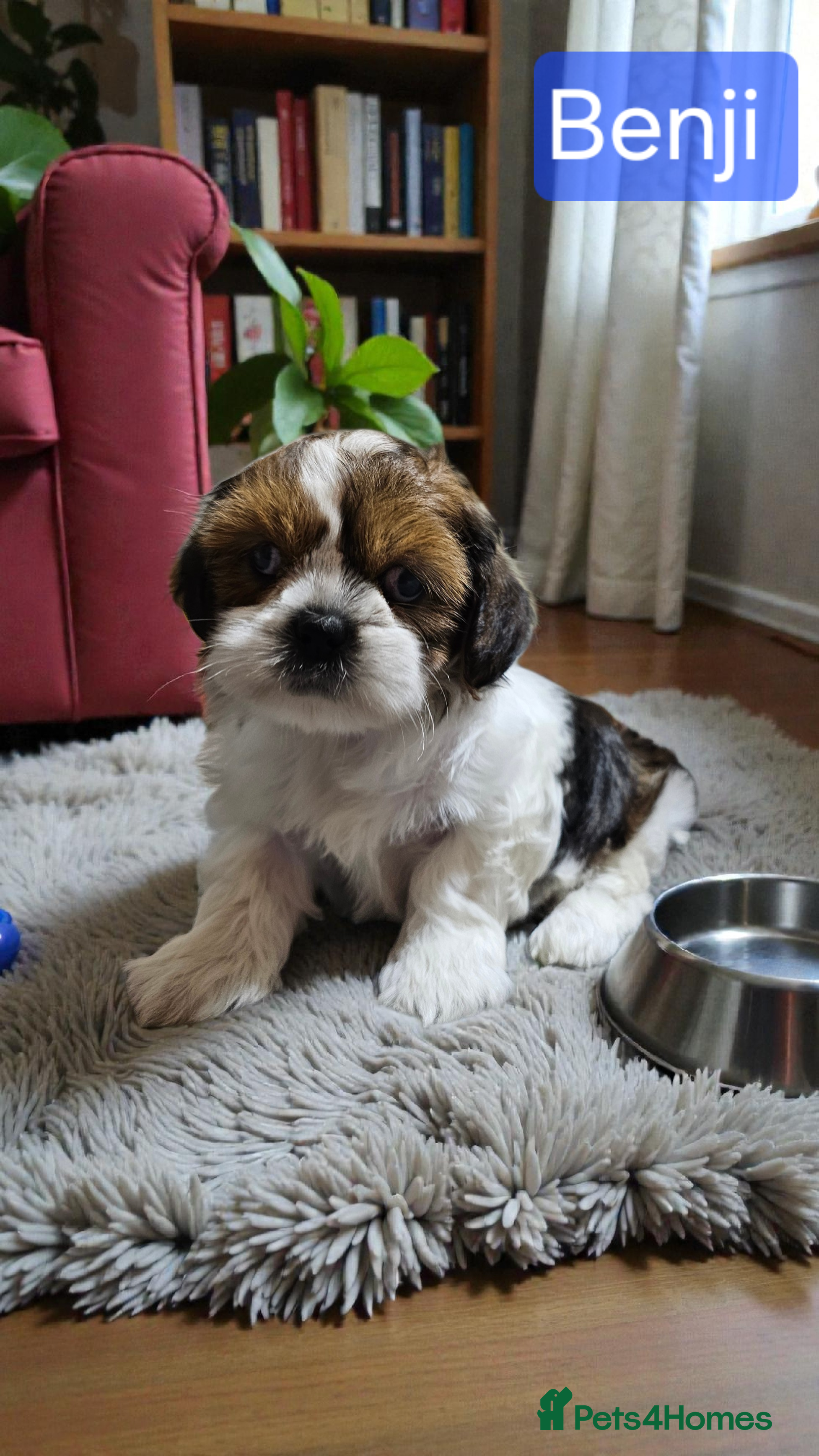 Shih Tzu dogs 💞 QUALITY STANDARD SHIH TZU 💞 - Advert 4