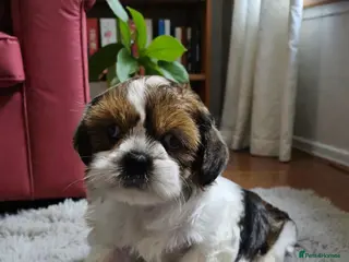 Shih Tzu dogs 💞 QUALITY STANDARD SHIH TZU 💞 - Advert 4