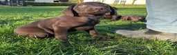 Labrador Retriever dogs for sale: Chocolate Labrador puppies  - Advert 20
