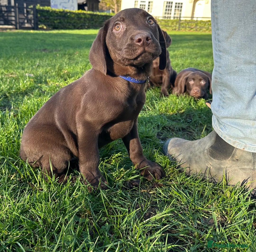 Labrador Retriever dogs for sale: Chocolate Labrador puppies  - Advert 20