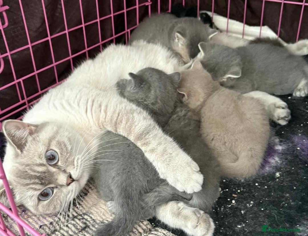 British Shorthair cats for sale: Beautiful British Shorthair kittens  - Advert 3