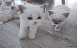 Ragdoll cats for sale: Pure Ragdoll Kittens (2 Male, 2 Female) - Image 2