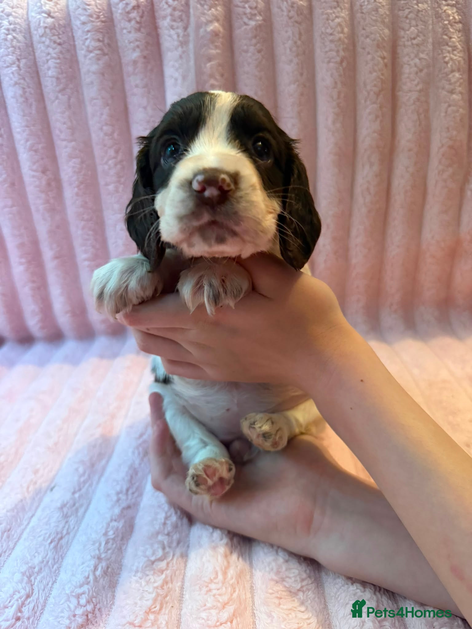 Cocker Spaniel dogs 3 beautiful cocker spaniel puppy's 🏠 - Advert 1