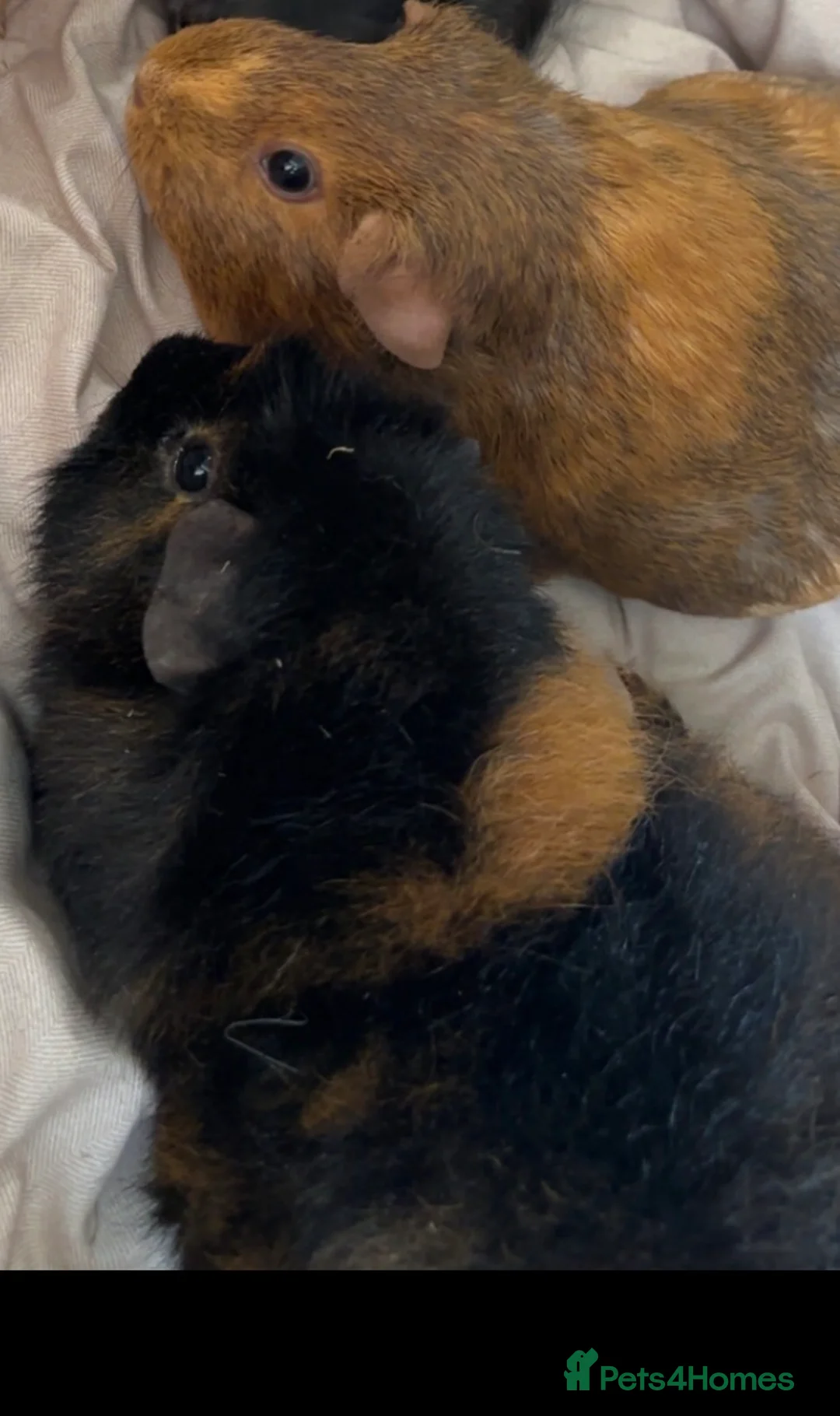 Guinea Pig rodents for sale: Two female guinea pigs  in Cardiff - Advert 2