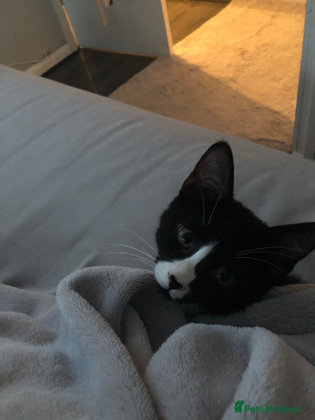 Domestic Shorthair cats for sale: Female tuxedo kitten  - Image 7