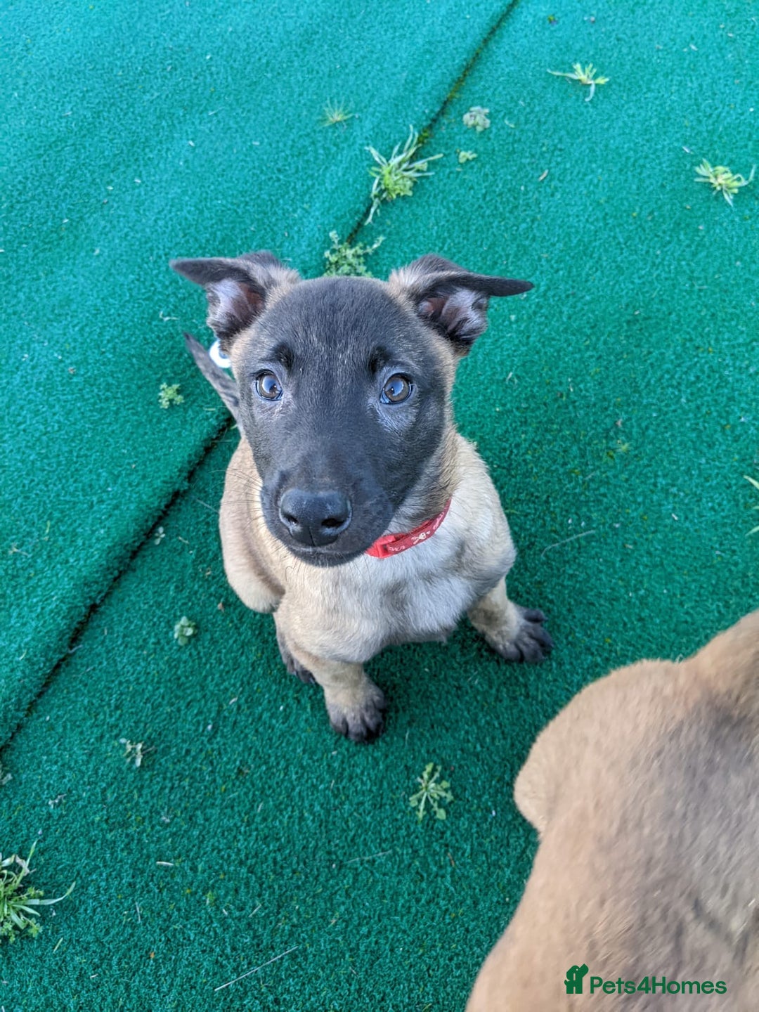 Belgian Shepherd Dog dogs for sale: Belgian Malinois - Advert 12