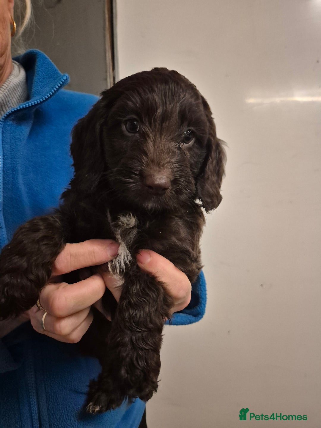 Labradoodle dogs for sale: Labradoodles for sale - Advert 3