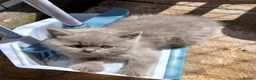 British Shorthair cats for sale: Beautiful British Shorthaired kittens  - Advert 6