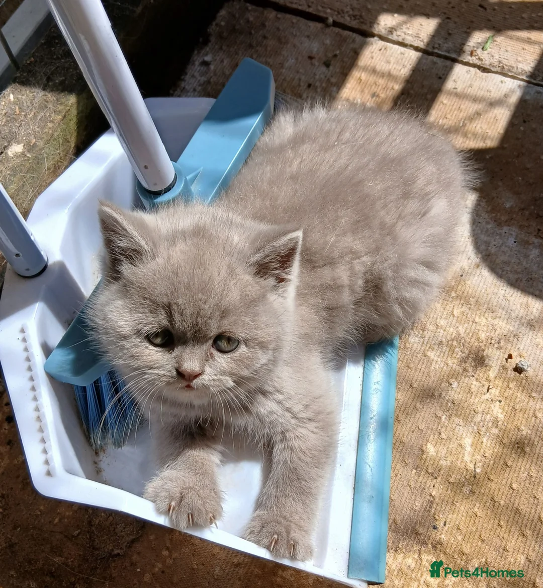 British Shorthair cats for sale: Beautiful British Shorthaired kittens  - Advert 6