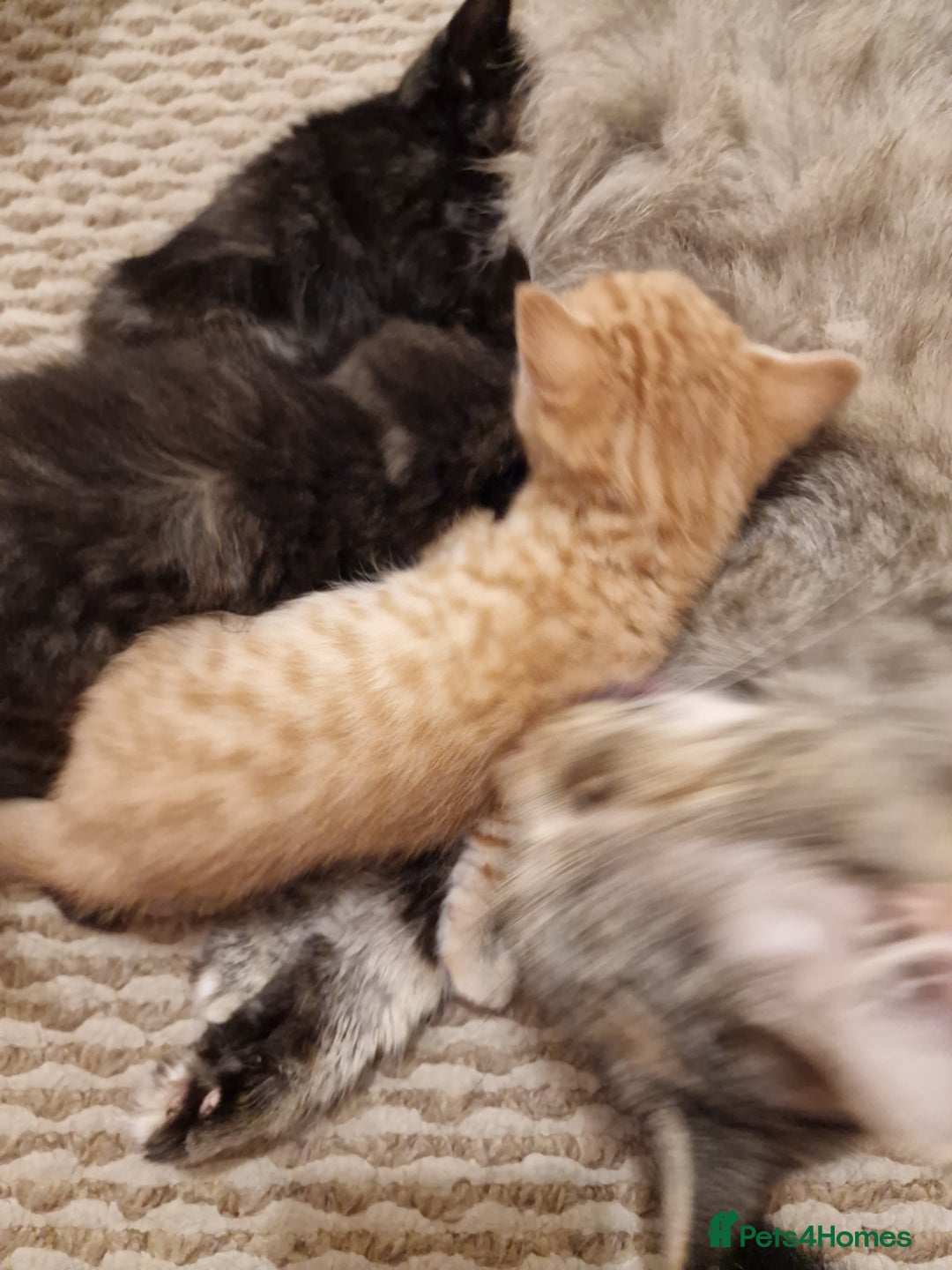 European cats for sale: 4 adorable healthy kittens - Image 7