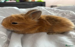 Mini Lion Lop rabbits for sale: Mini lion lop bunnies  - Image 6