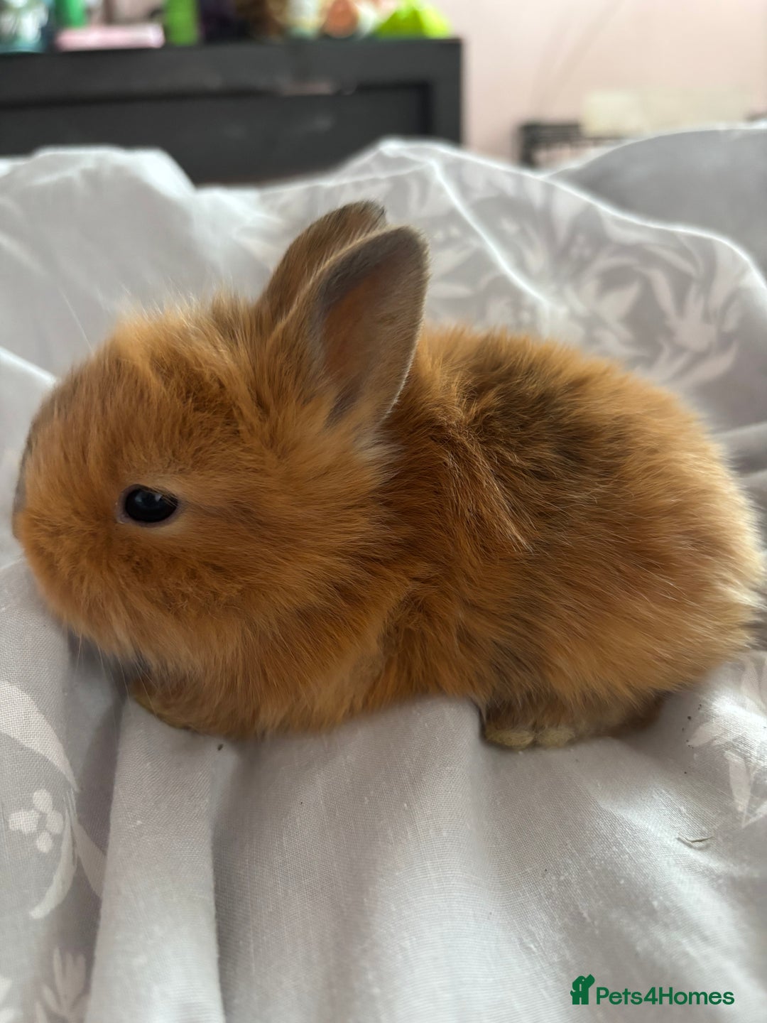 Mini Lion Lop rabbits for sale: Mini lion lop bunnies  - Image 6