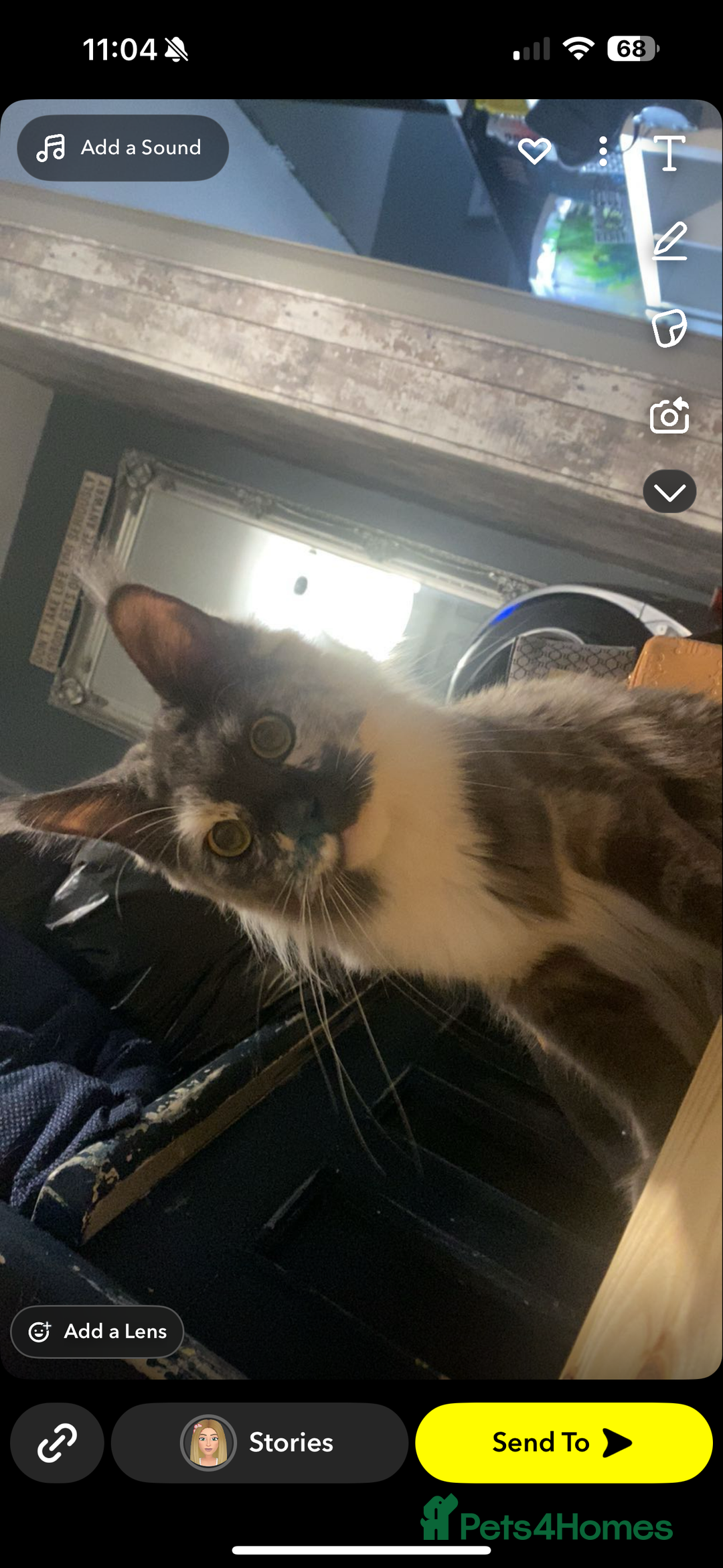 Maine Coon cats for sale: Maincoon - Image 4
