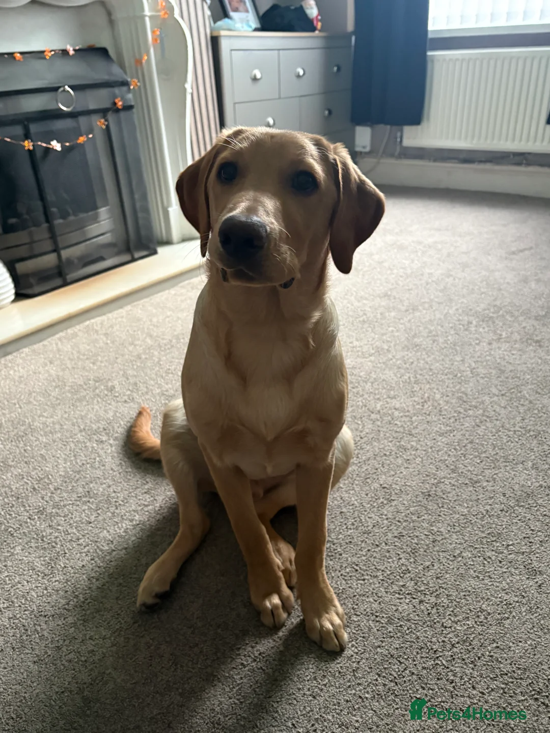 Labrador Retriever dogs for sale: Male 9 month labrador - Advert 8