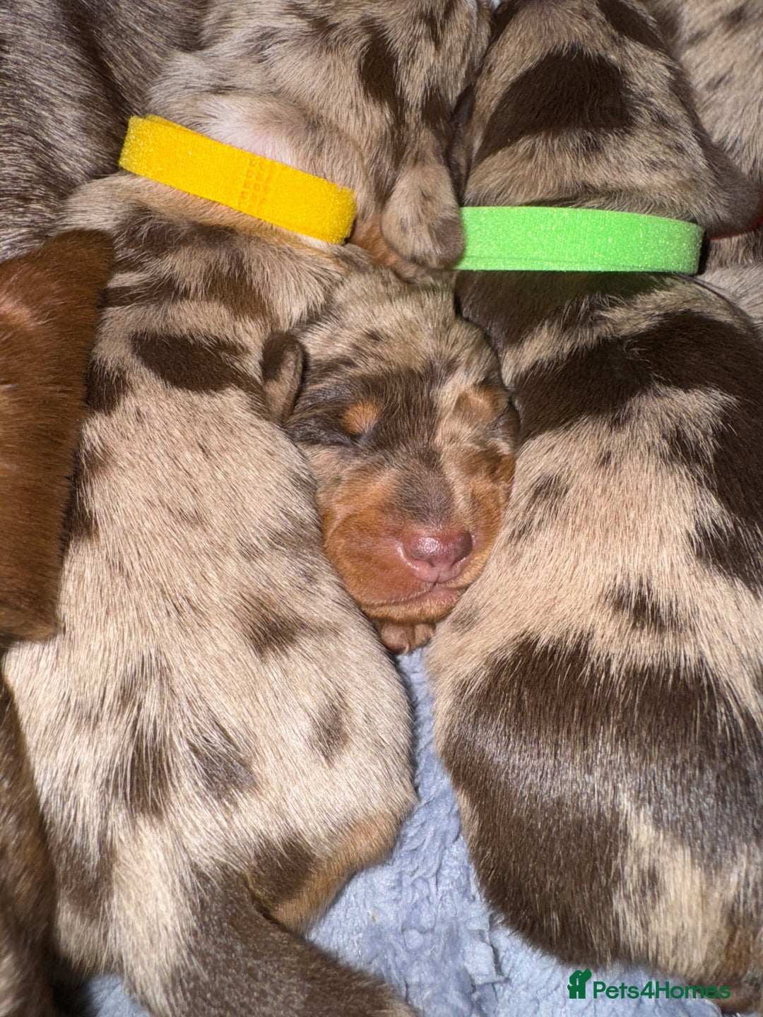 Miniature Dachshund dogs for sale: Miniature dachshund puppies  - Image 6