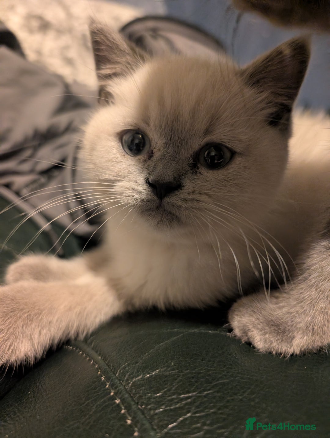 British Shorthair cats for sale: British Short Hairs And White BSH - Image 4